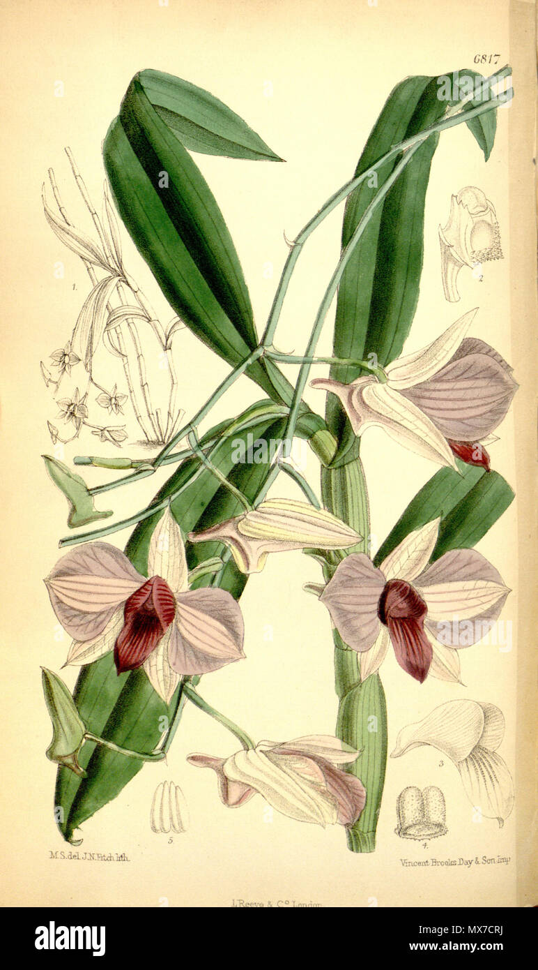 . Illustration of Dendrobium bigibbum (as syn. Dendrobium phalaenopsis) . 1885. M. S. del. ( = Matilda Smith, 1854-1926), J. N. Fitch lith. ( = John Nugent Fitch, 1840–1927) . Description by Joseph Dalton Hooker (1817—1911) 158 Dendrobium bigibbum (as Dendrobium phalaenopsis) - Curtis' 111 (Ser. 3 no. 41) pl. 6817 (1885) Stock Photo