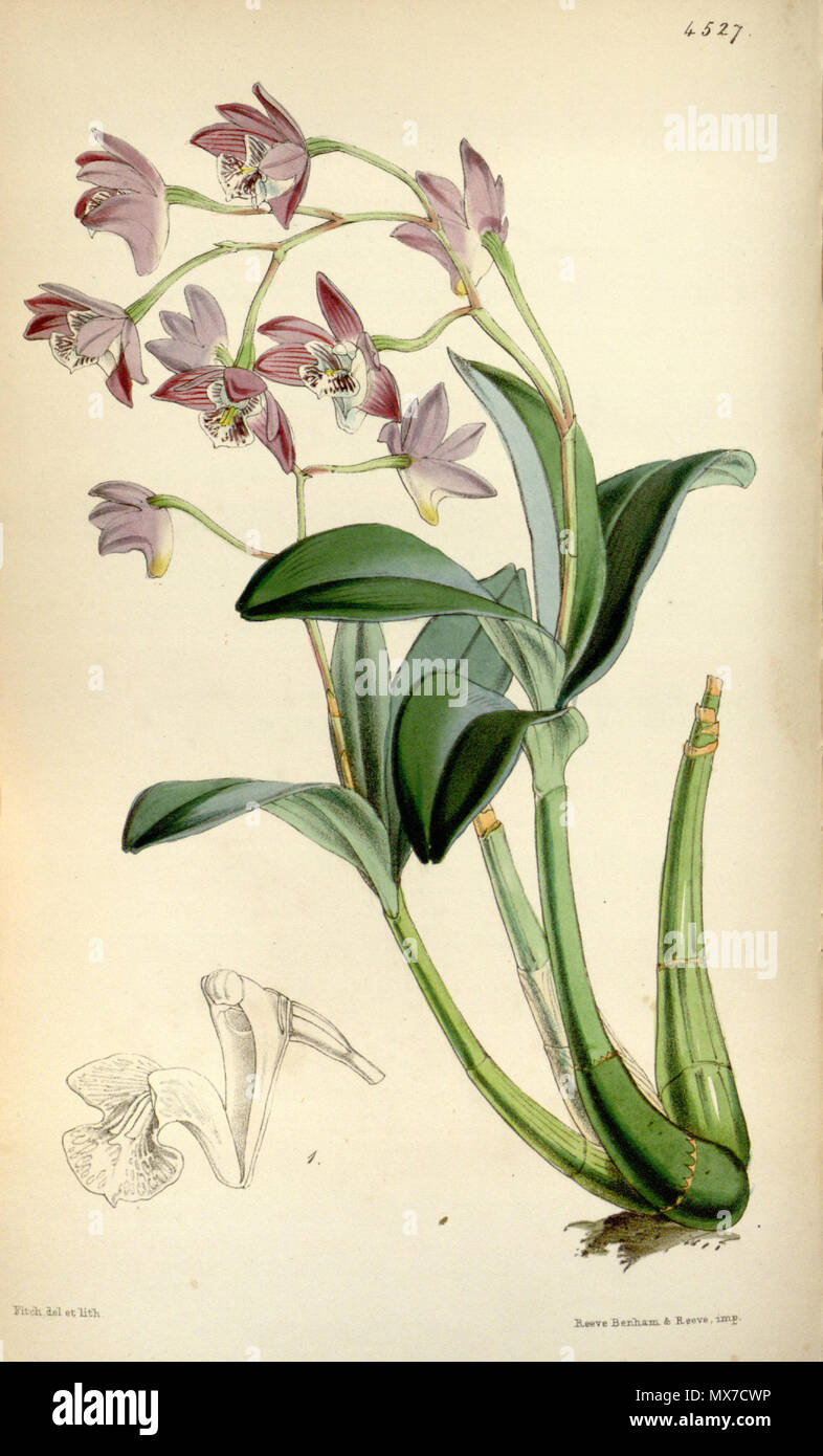 . Illustration of Dendrobium kingianum . 1850. Walter Hood Fitch (1817-1892) del. et lith. 158 Dendrobium kingianum - Curtis' 76 (Ser. 3 no. 6) pl. 4527 (1850) Stock Photo