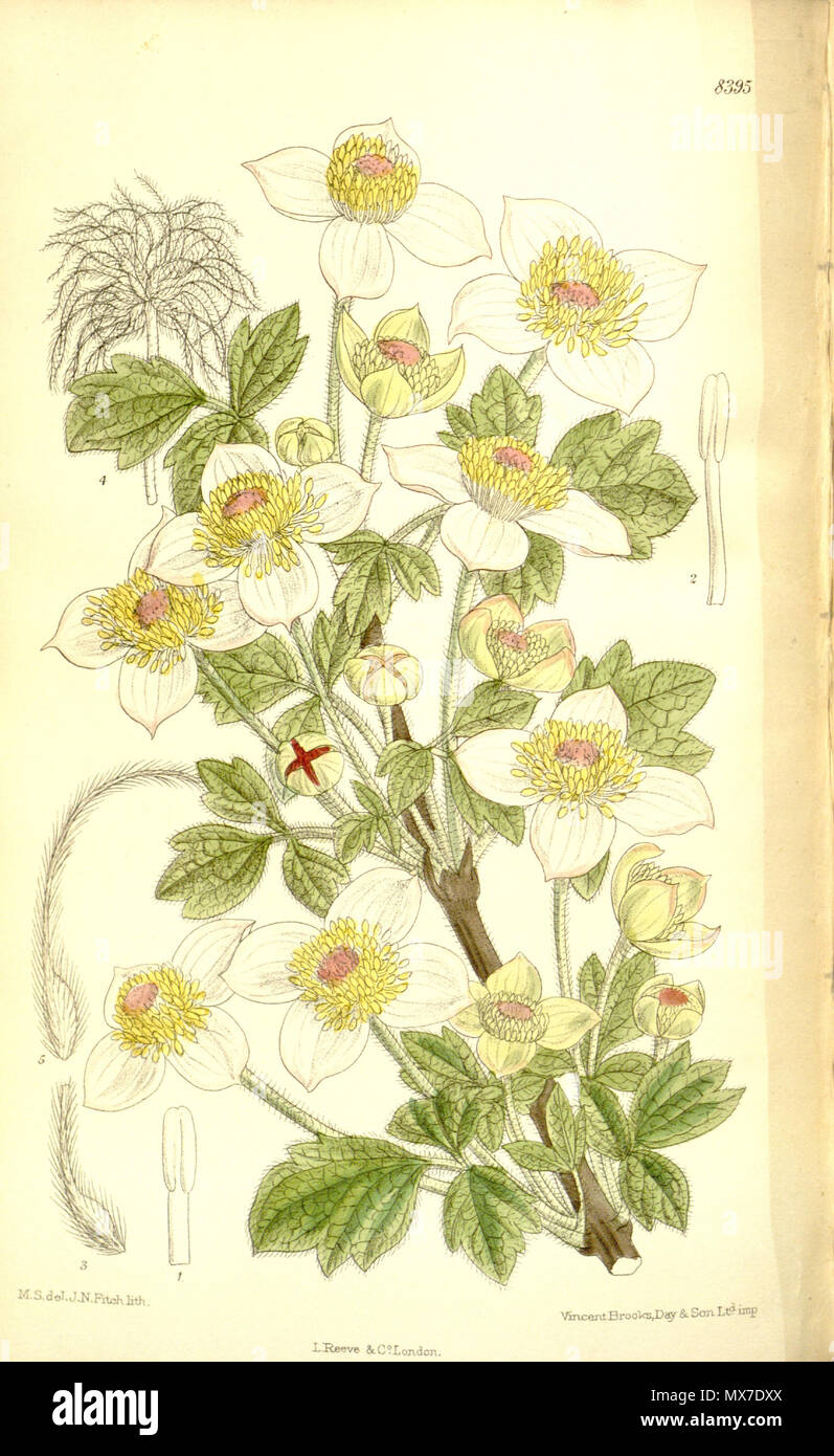 . Clematis chrysocoma, Ranunculaceae . 1911. M.S. del., J.N.Fitch lith. 133 Clematis chrysocoma 137-8395 Stock Photo