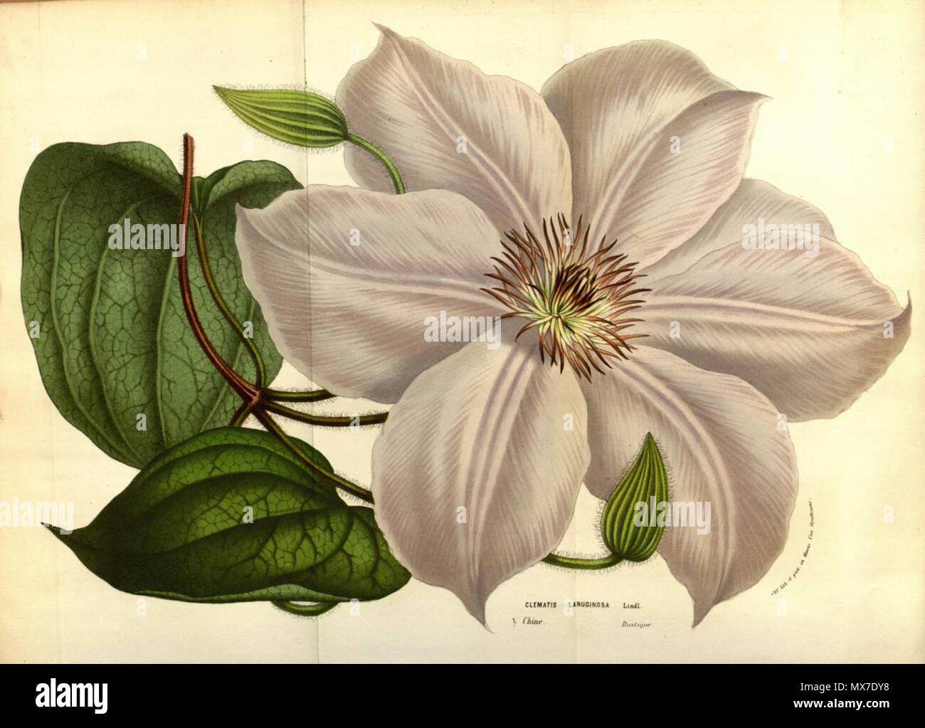 . English: Clematis lanuginosa, as Clematis lanuginosa var. pallida . 1856. Van Houtte 133 Clematis lanuginosa 2 Stock Photo