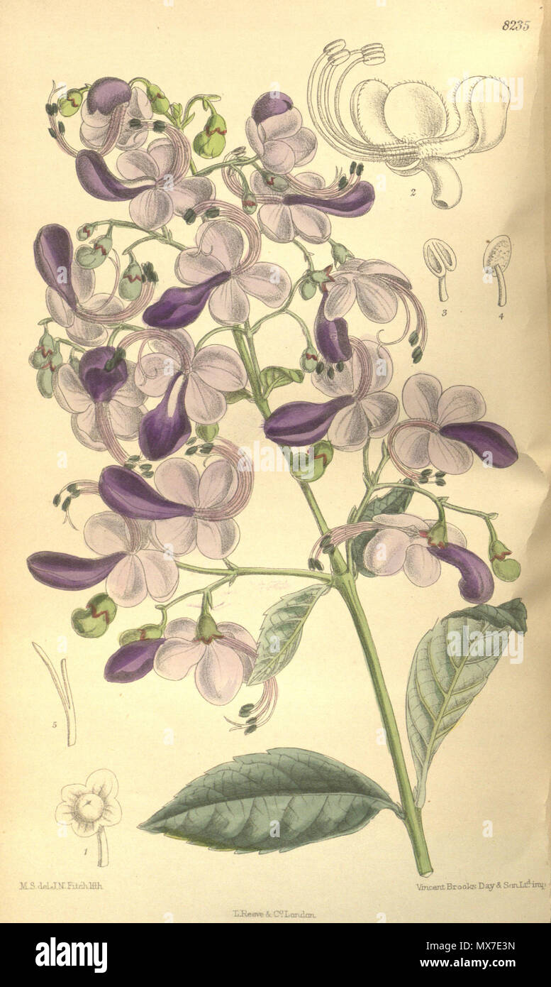 . Clerodendron ugandense (= Rotheca myricoides subsp. myricoides), Lamiaceae . 1909. M.S. del., J.N.Fitch lith. 134 Clerodendron ugandense 135-8235 Stock Photo