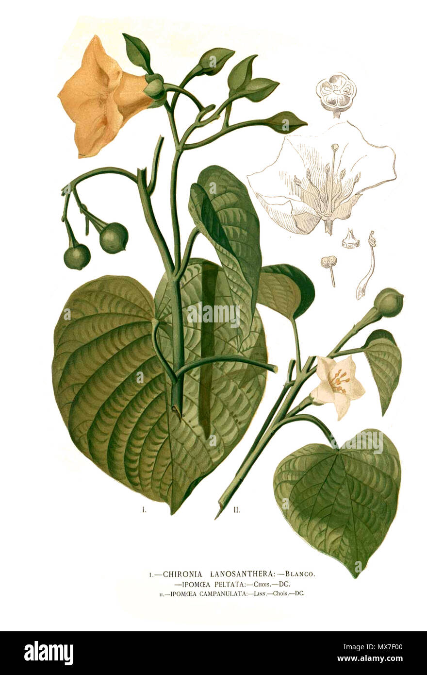 . I: Merremia peltata (L.) Merr. II: Stictocardia campanulata (L.) Merr., 1914. Plate from book . 1880-1883?. Francisco Manuel Blanco (O.S.A.) 142 Convolvulaceae spp Blanco clean Stock Photo