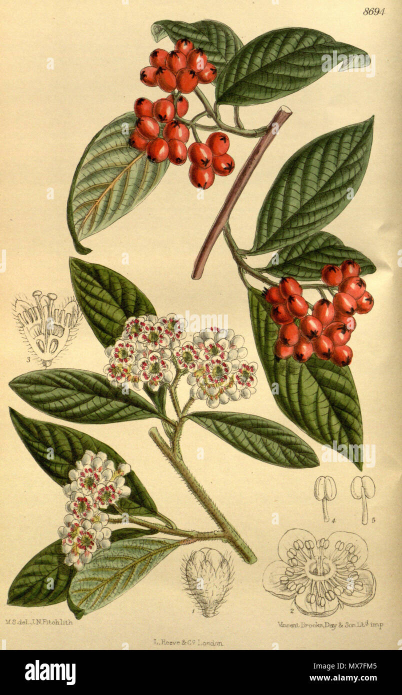 . Cotoneaster salicifolius var. rugosus, Rosaceae . 1917. M.S. del., J.N.Fitch lith. 145 Cotoneaster salicifolia rugosa 143-8694 Stock Photo