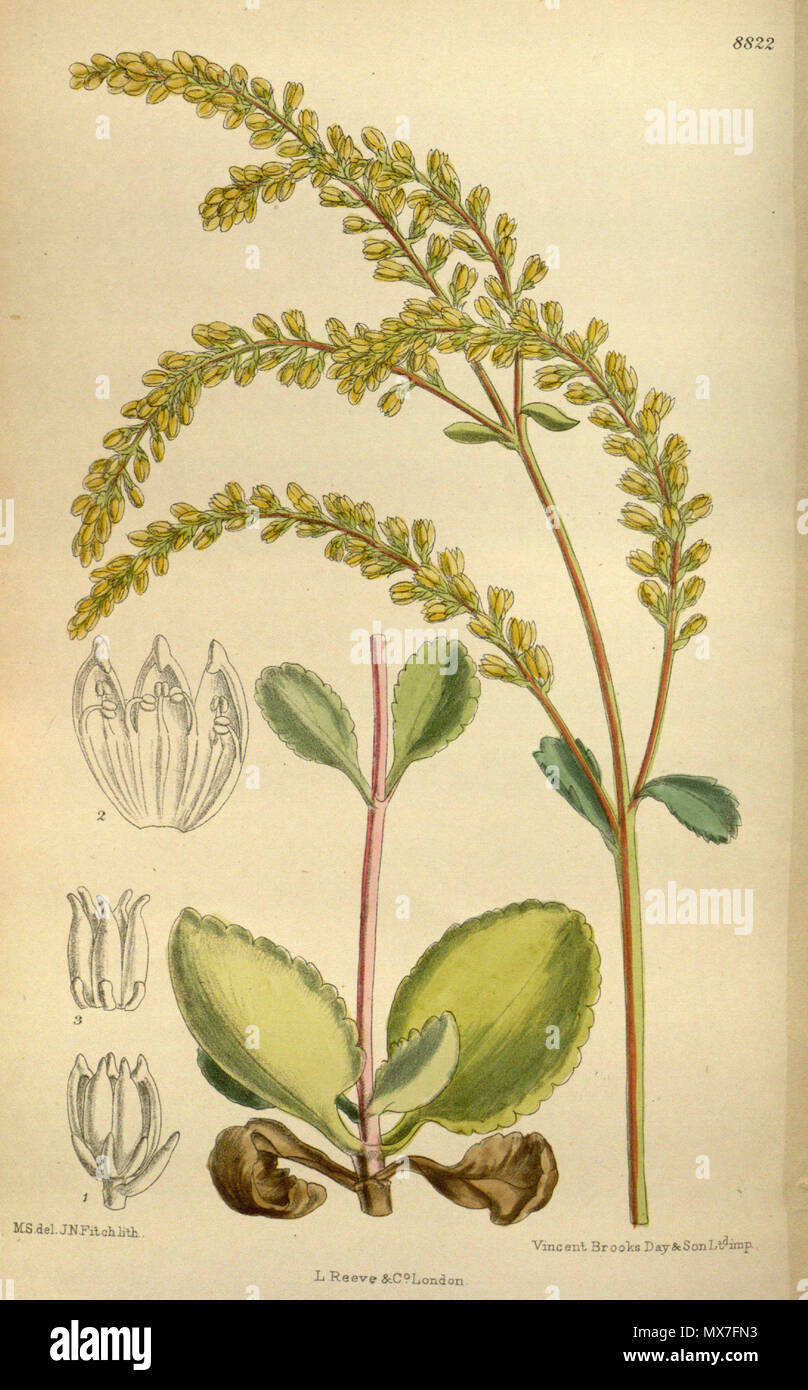 . Cotyledon oppositifolia (= Umbilicus oppositifolius), Crassulaceae . 1919. M.S. del., J.N.Fitch lith. 145 Cotyledon oppositifolia 145-8822 Stock Photo