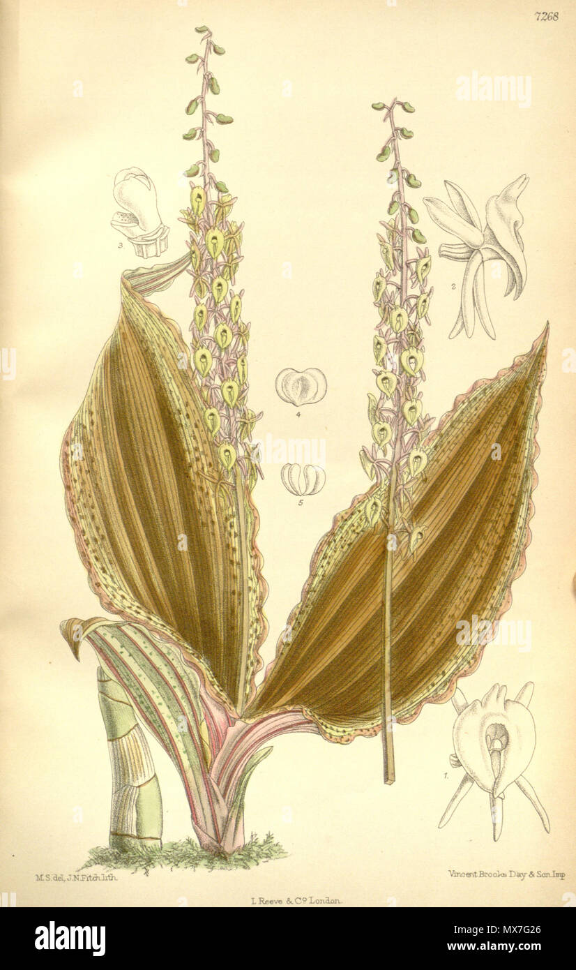 . Illustration of Crepidium calophyllum (as syn. Microstylis scottii) . 1892. M. S. del. ( = Matilda Smith, 1854-1926), J. N. Fitch lith. ( = John Nugent Fitch, 1840–1927) Description by Joseph Dalton Hooker (1817—1911) 146 Crepidium calophyllum (as Microstylis scottii) - Curtis' 118 (Ser. 3 no. 48) pl. 7268 (1892) Stock Photo