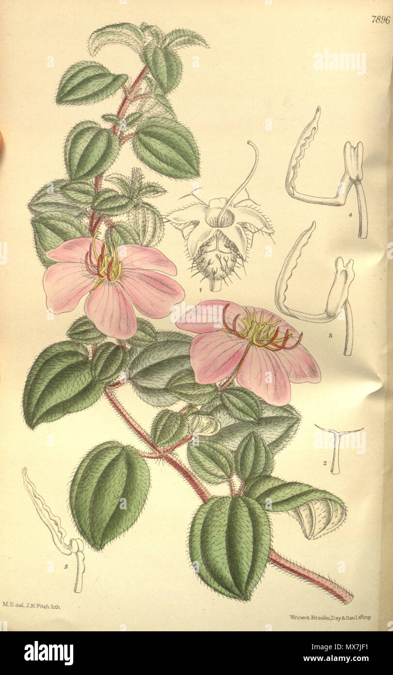 . Dissotis mahoni (=Dissotis decumbens), Melastomataceae . 1903. M.S. del, J.N.Fitch, lith. 165 Dissotis mahoni 129-7896 Stock Photo