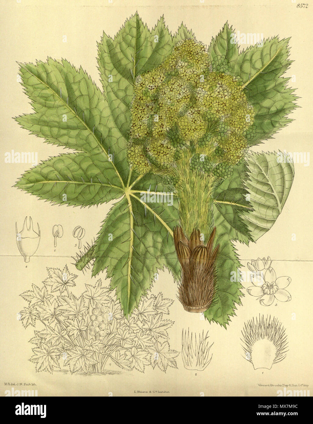 . Echinopanax horridus (= Oplopanax horridus), Araliaceae . 1914. M.S. del., J.N.Fitch lith. 177 Echinopanax horridus 140-8572 Stock Photo