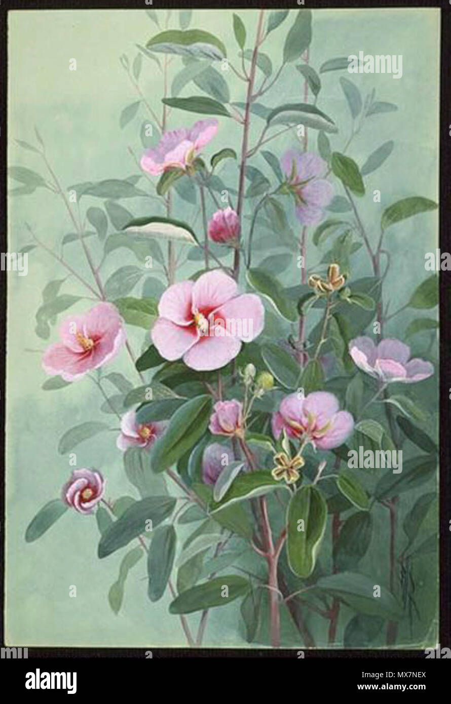 . Gossypium australe, 1 watercolour ; 56 x 38.3 cm. 1886. Ellis Rowan, 1848-1922 250 Gossypium australe Stock Photo