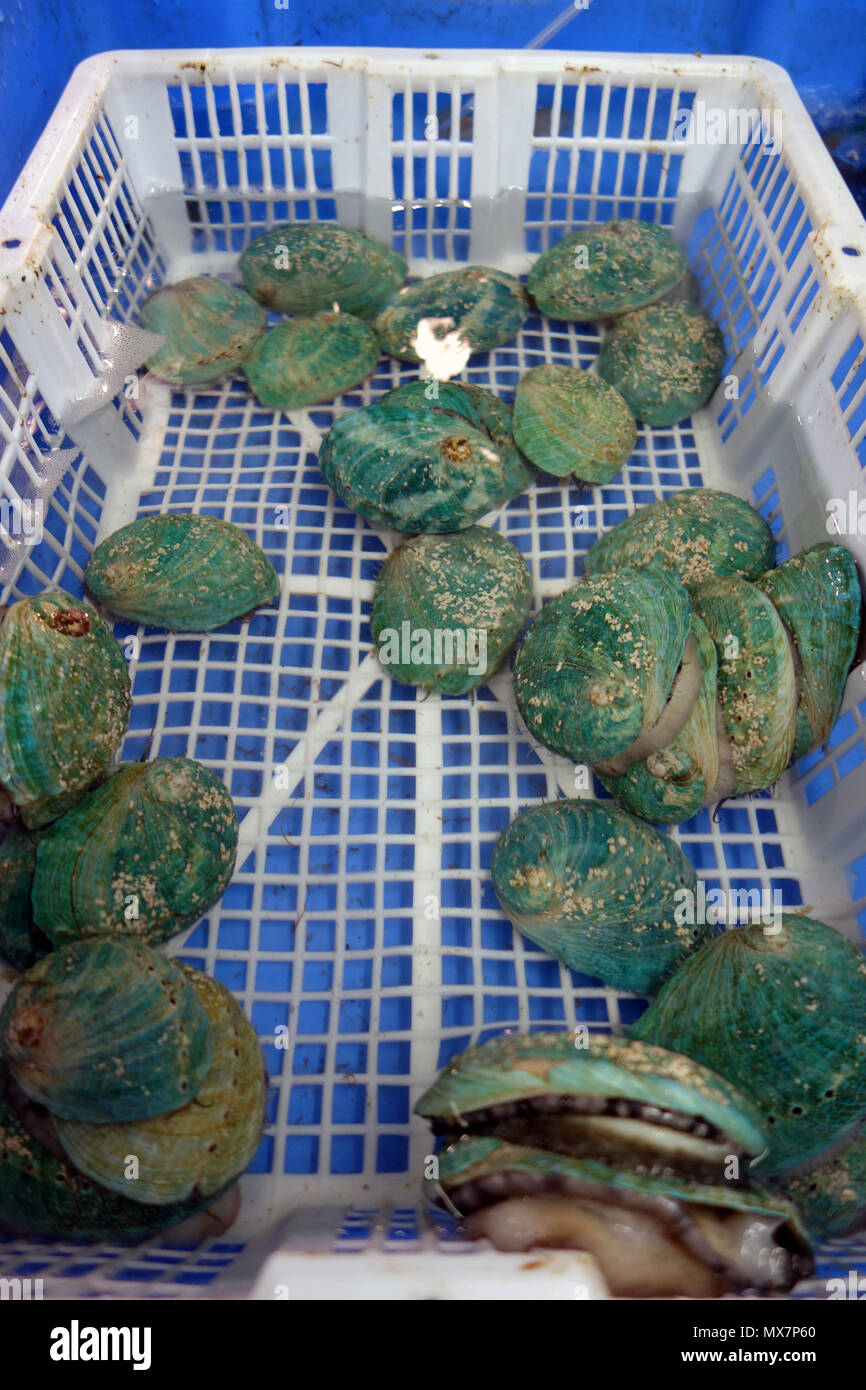 Live New Zealand Blue abalone (Haliotis iris) for sale in fish market, Sydney, NSW, Australia Stock Photo