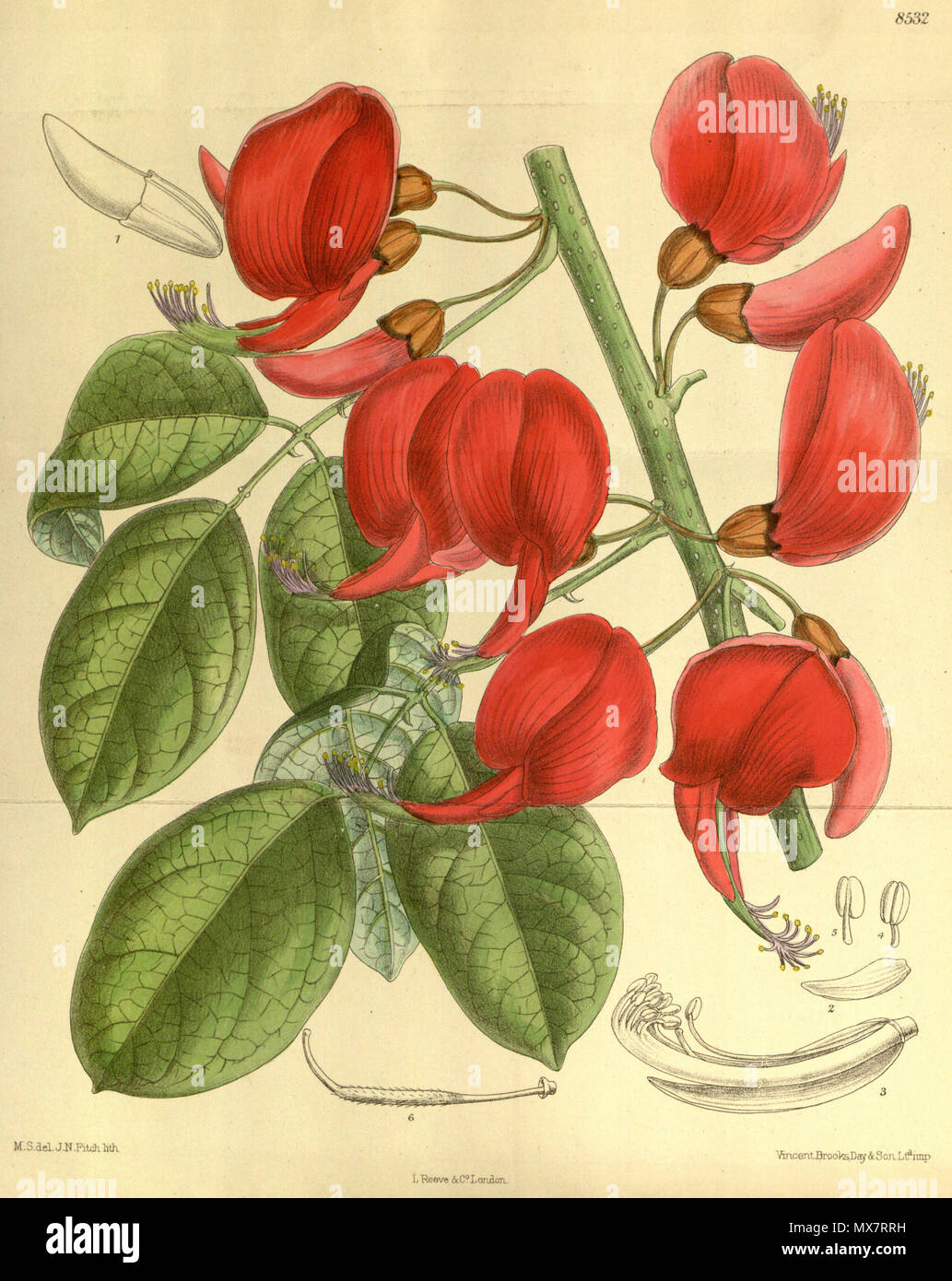 . Erythrina pulcherrima (= Erythrina crista-galli), Fabaceae . 1914. M.S. del., J.N.Fitch lith. 195 Erythrina pulcherrima 140-8532 Stock Photo