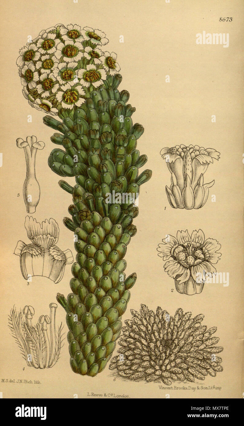 . Euphorbia caput-medusae, Euphorbiaceae . 1916. M.S. del., J.N.Fitch lith. 199 Euphorbia caput-medusae 142-8673 Stock Photo