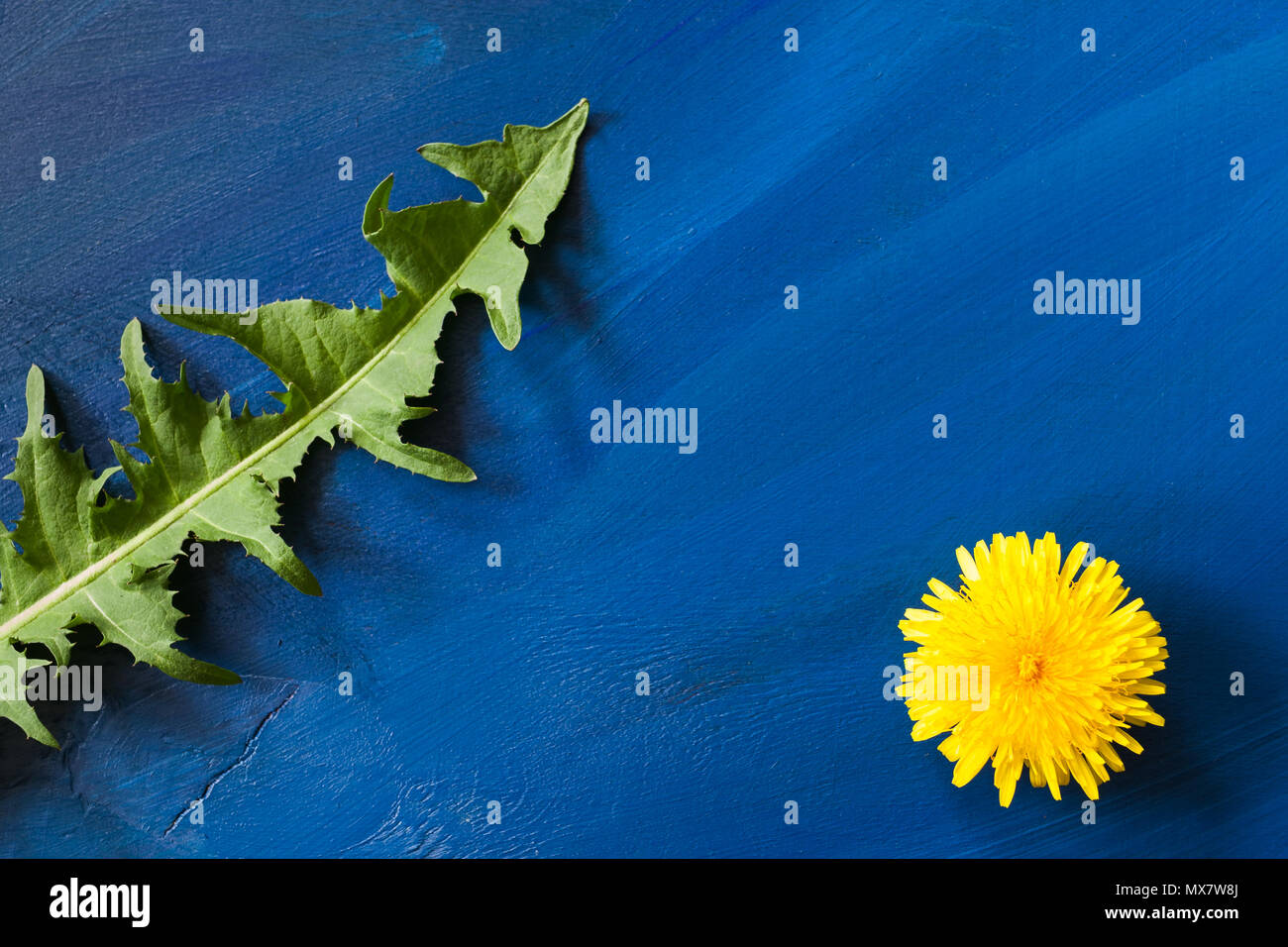 Green carved leaf and yellow flower of dandelion on trendy blue background. Stock Photo