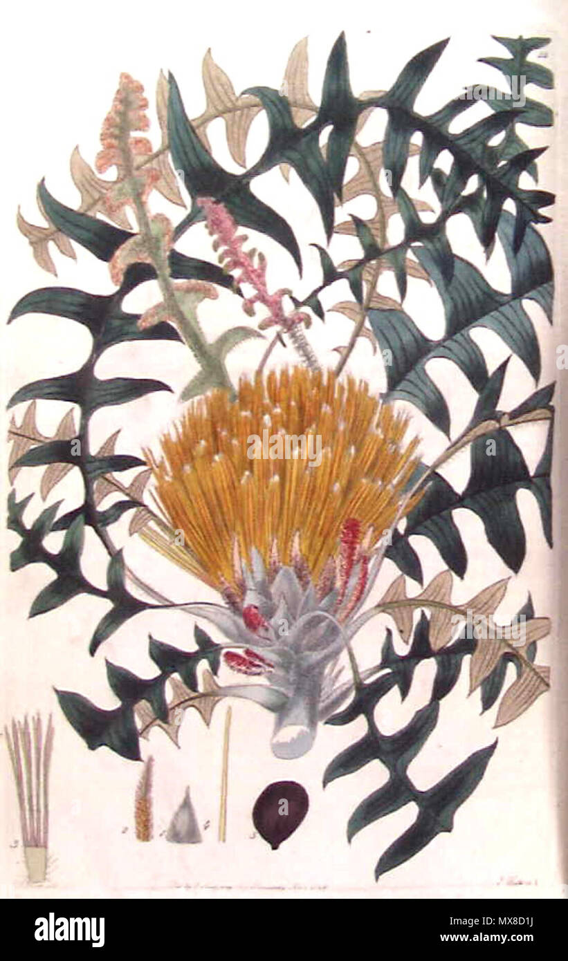  This Is An Engraving Of Banksia Alliacea Formerly Dryandra Nervosa 