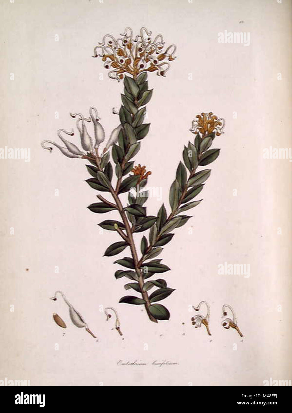 . This is an image of a print of a hand coloured engraving by James Sowerby (1757-1822), based on drawing nominally by John White but probably by the convict artist Thomas Watling. It appeared as Tab. X in James Edward Smith's 1793 A Specimen of the Botany of New Holland. The plant depicted is Grevillea buxifolia (Sm.) but was titled Embothrium buxifolium. The accompanying text at the source of the digital image gives print : engraving with hand colouring ; plate mark 23.7 x 15.0 cm. on sheet 29.0 x 21.3 cm. Engraved on plate u.r.: 10. Title engraved on plate l.c. circa 1794. James Sowerby 185 Stock Photo