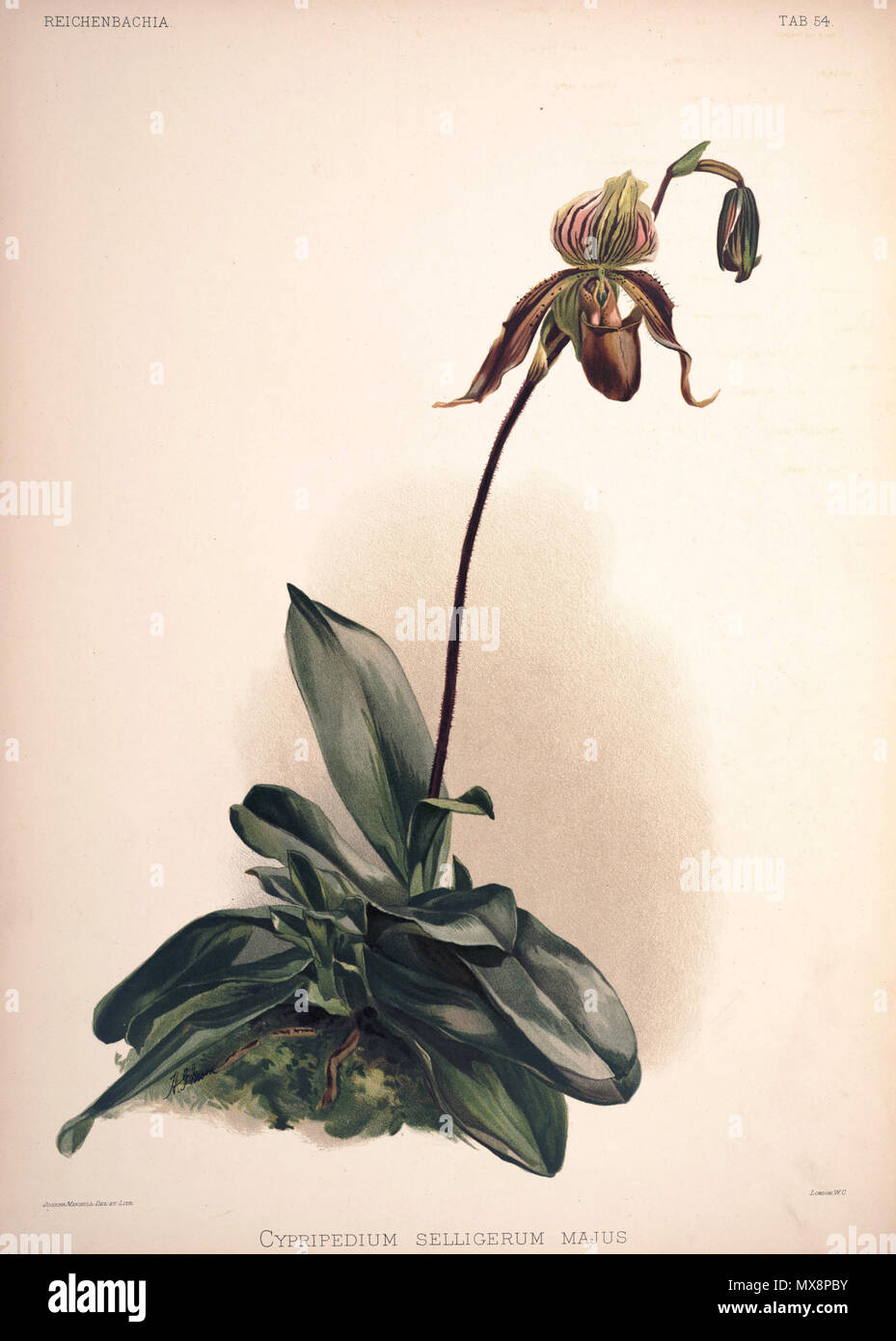. Cypripedium × selligerum, cultivar: Paphiopedilum barbatum × Paphiopedilum philippinense . between 1888 and 1894. H. Sotheran & Co., London (editor) 220 Frederick Sander - Reichenbachia II plate 54 (1890) - Cypripedium selligerum majus Stock Photo