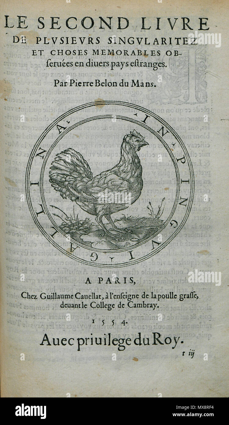 . English: Pierre Belon. Les observations de plusieurs singularitez & choses mémmorables, trouvées en Grèce, Asie, Judée, Égypte, Arabie, aux autres pays étrangers, Paris, Guillaume Cavellat & Gilles Corrozet, 1554. 1554.   Pierre Belon  (1517–1564)      Alternative names Bel.; Белон Пьер; Pierre Belon; Pierre Belon du Manse; Petrus Bellonius Cenomanus; Belon; Pierre Belon Le Mans  Description French naturalist, writer, zoologist, physician, botanist and diplomat French naturalist  Date of birth/death 1517 April 1564  Location of birth/death Cérans-Foulletourte Paris  Authority control  : Q445 Stock Photo