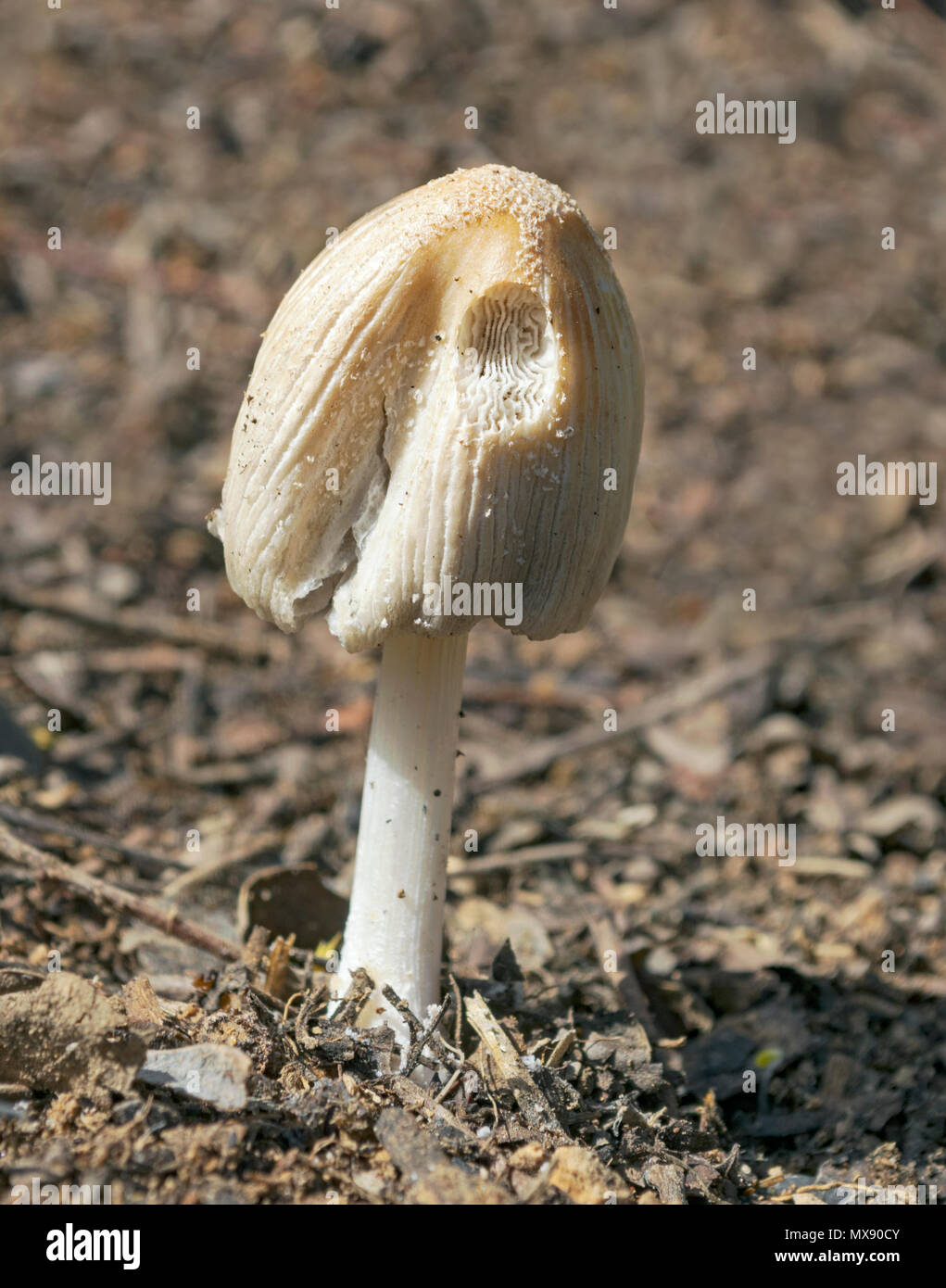 cream-colored conical mushroom growing in compost in a garden in the desert Stock Photo
