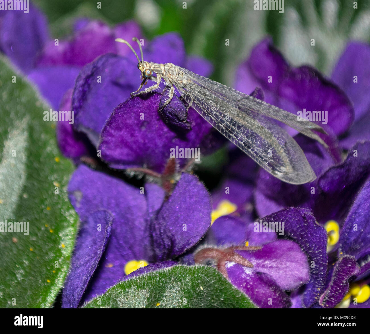 a lacewing antlion insect resting on purple african violet flowers Stock Photo