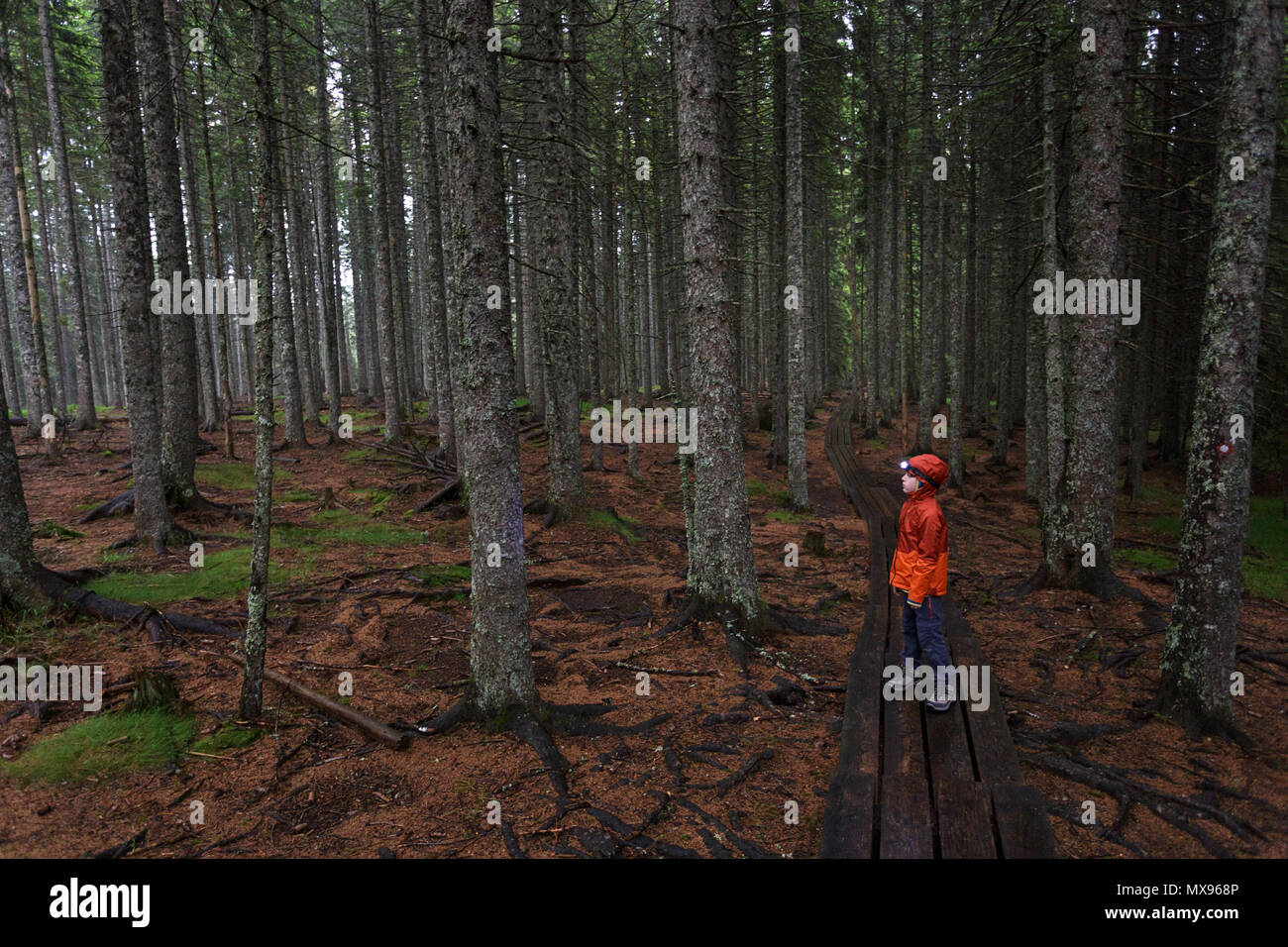 Lonely young boy in orange rain jacket walking on forest boardwalk in dark, moody woods with a head lamp on his head Stock Photo