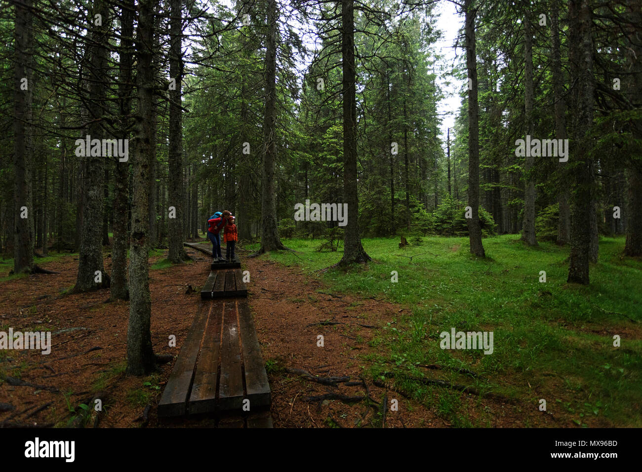 Mother and child observing the moody forest with headlamps on a rainy evening. Stock Photo