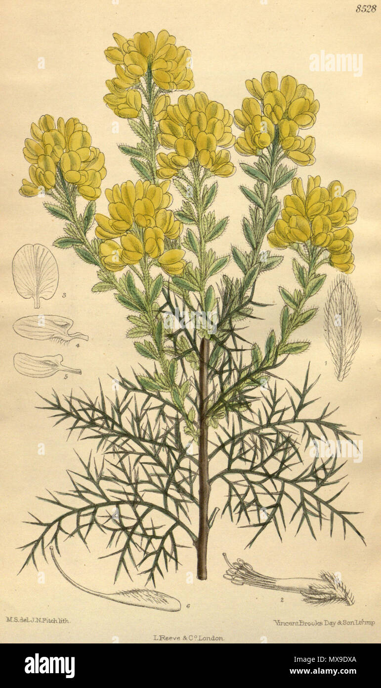 . Genista hispanica, Fabaceae, Faboideae . 1913. M.S. del, J.N.Fitch, lith. 238 Genista hispanica 139-8528 Stock Photo