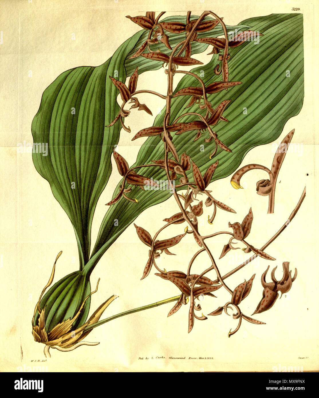 . Illustration of Gongora atropurpurea . 1833. W. J. H. (= William Jackson Hooker) (1785-1865) del., Swan sc. 250 Gongora atropurpurea- Curtis' 60 (N.S. 7) pl. 3220 (1833) Stock Photo