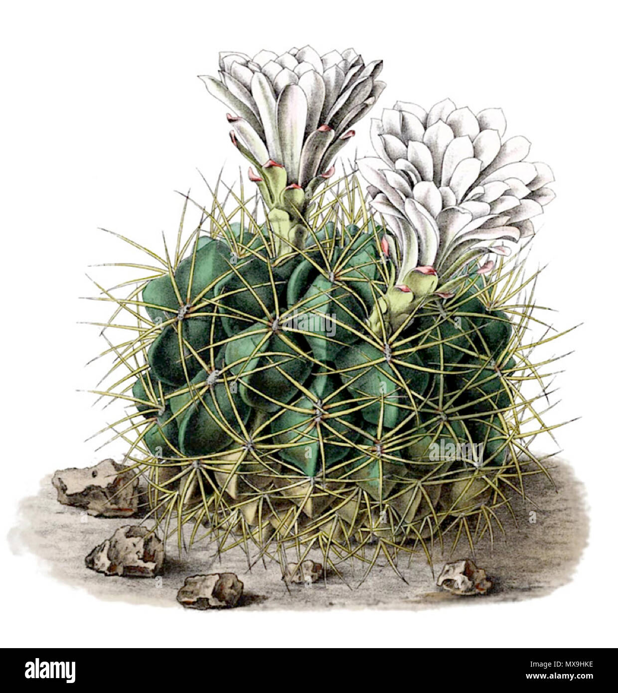 Gymnocalycium monvillei . 1904. Schumann, Grke & Vaupel 261 Gymnocalycium  monvillei Stock Photo - Alamy