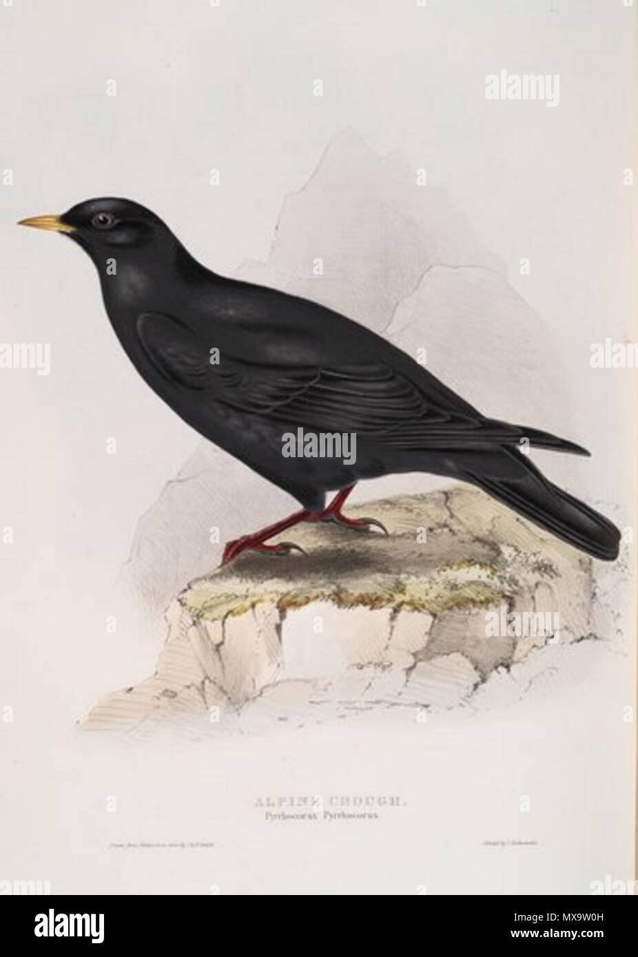 . English: Alpine Chough Pyrrhocorax graculus from John Gould's Birds of Europe . between 1832 and 1837. John Gould (1804-1881), painting by Edward Lear (1812-1888) or Elizabeth Gould (1804-1841). 251 Gould alpine chough Stock Photo