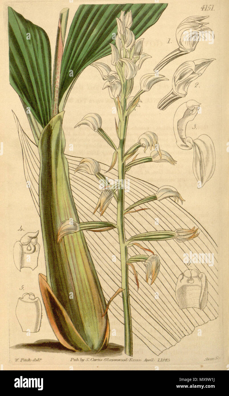. Illustration of Govenia utriculata . 1845. Walter Hood Fitch (1817-1892) del., Swan sc. 251 Govenia utriculata - Curtis' 71 (Ser. 3 no. 1) pl. 4151 (1845) Stock Photo