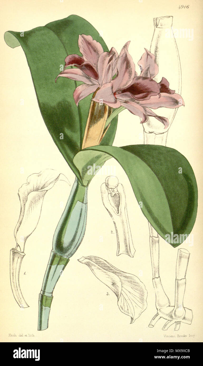 . Illustration of Guarianthe patinii (as syn. Cattleya skinneri var. parviflora) . 1856. Walter Hood Fitch (1817-1892) del. et lith., description by William Jackson Hooker (1785—1865) 256 Guarianthe patinii (as Cattleya skinneri var. parviflora) - Curtis' 82 (Ser. 3 no. 12) pl. 4916 (1856) Stock Photo