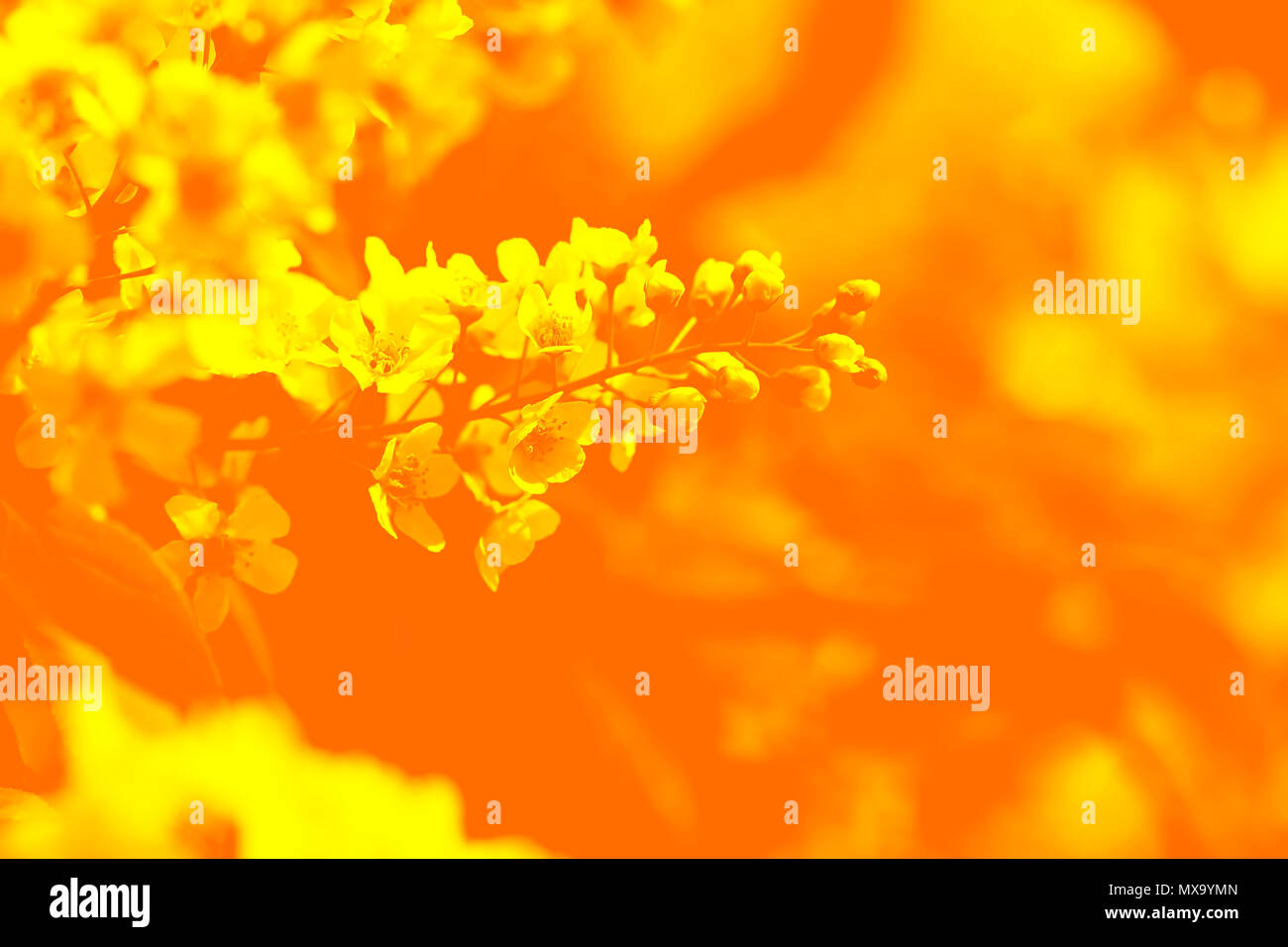 Apple bloom duotone red and blue background Stock Photo