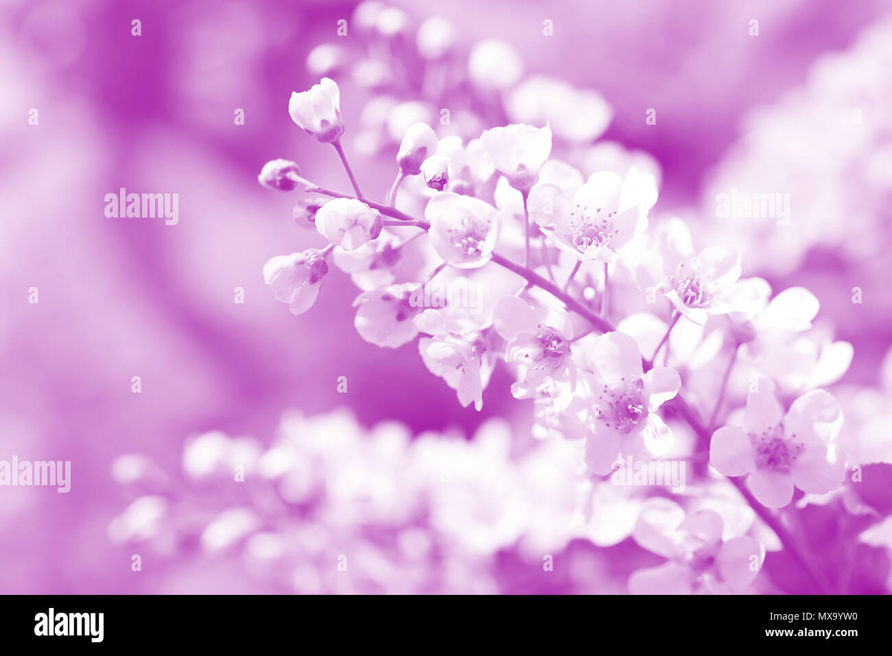 Apple bloom duotone red and blue background Stock Photo