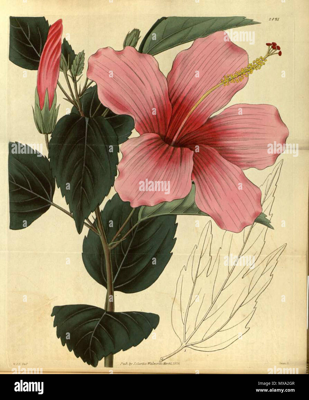 English Hibiscus Liliiflorus 5 November 11 W J Hooker 278 Hibiscus Liliiflorus 2 Stock Photo Alamy English Hibiscus Liliiflorus 5 November 11 W J Hooker 278 Hibiscus Liliiflorus 2 Stock Photo Alamy