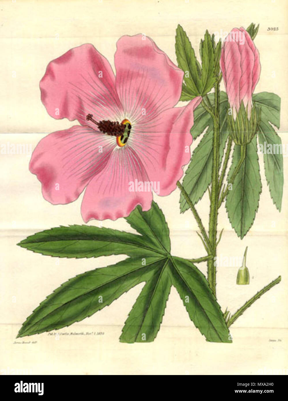 . Hibiscus splendens . 1830. Hand-coloured engraving by James Macnab 278 Hibiscus splendens1CURTIS Stock Photo