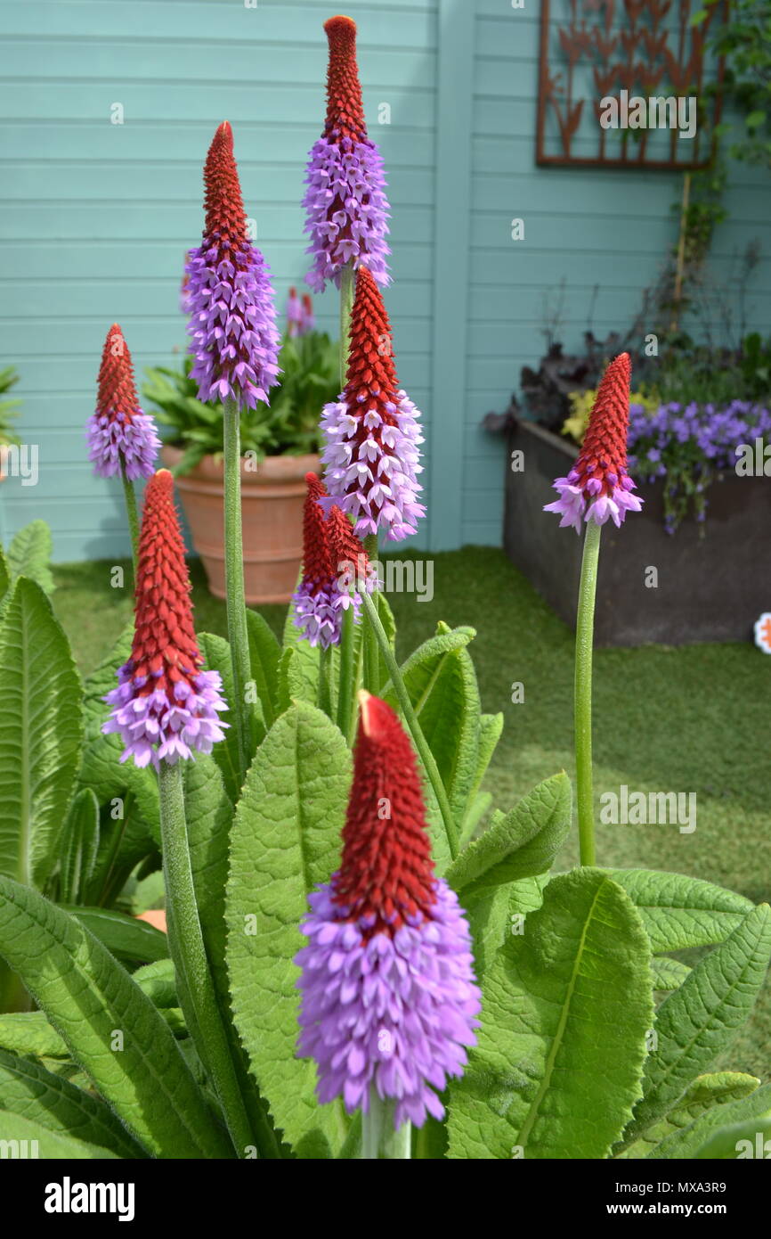 Bloom in the Park flower and garden show, Dublin, ireland 2018 Stock