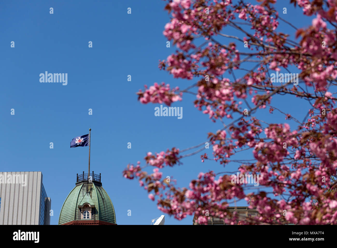 Japan's Hokkaido region flag in focus wavering atop Sapporo's Former Government Building, framed by out-of-focus cherry blossoms in the foreground. Stock Photo