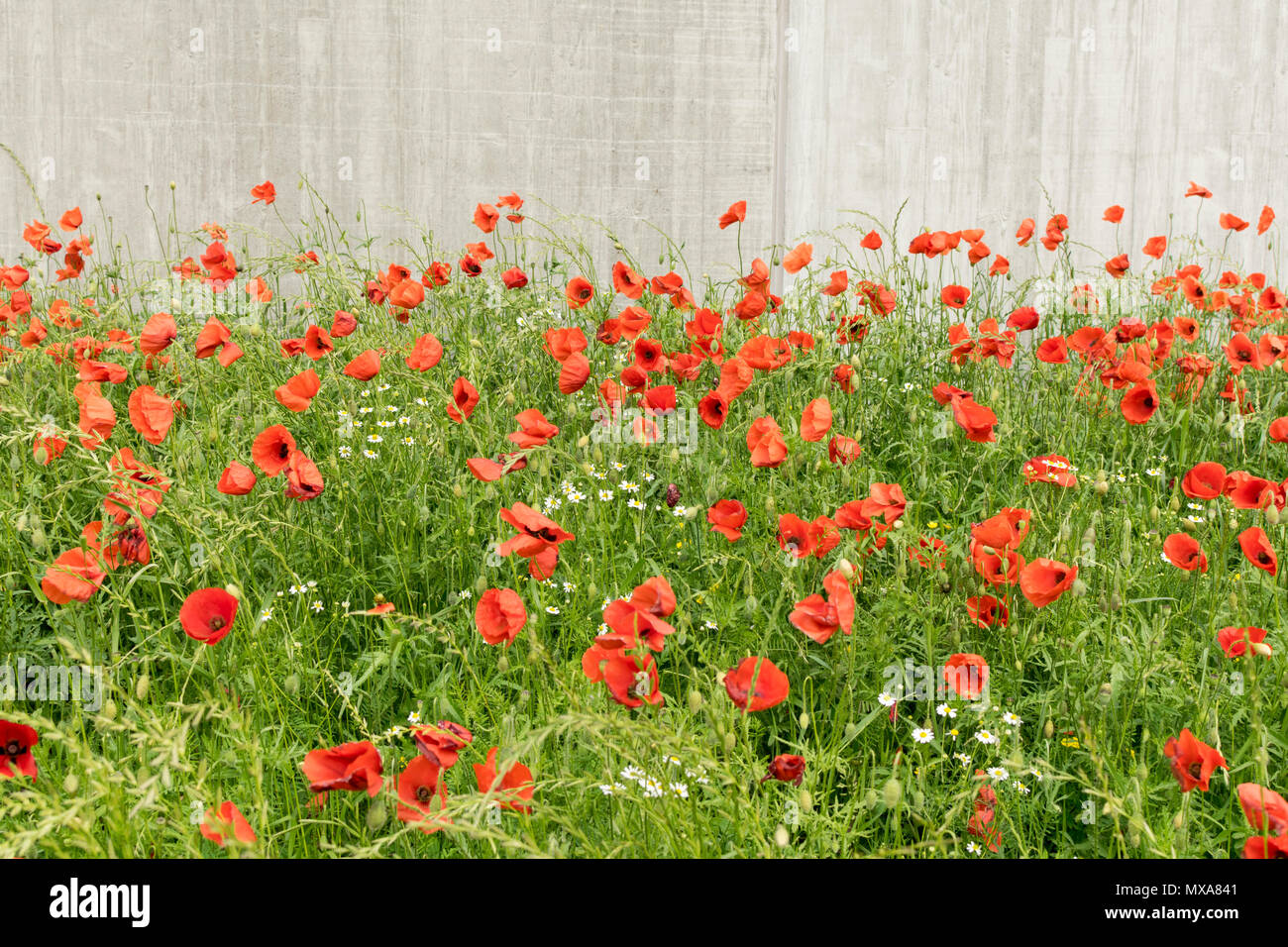 Red Poppies “In Flanders Fields” - RelicRecord