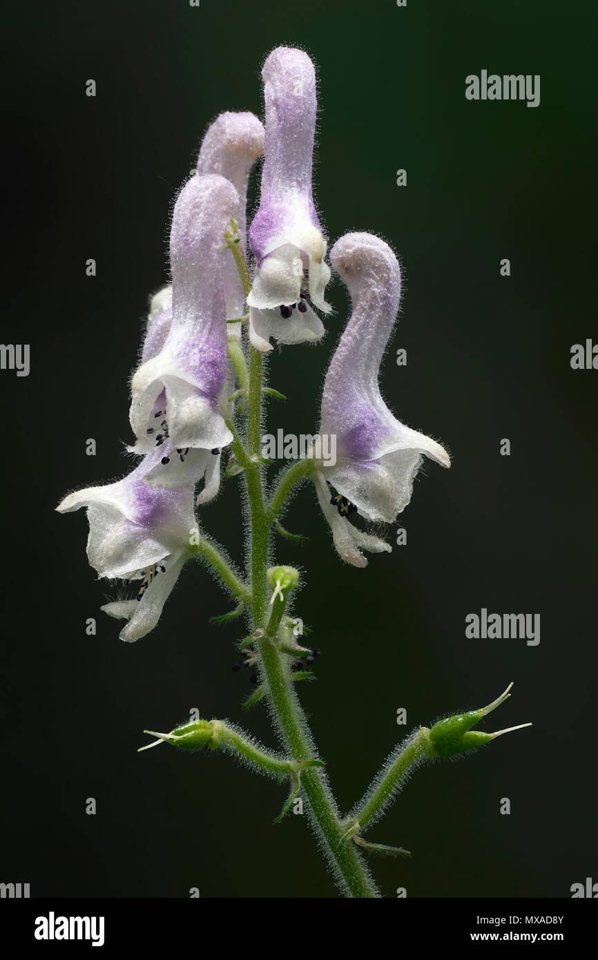 White monkshood (Aconitum alboviolaceum). Stock Photo