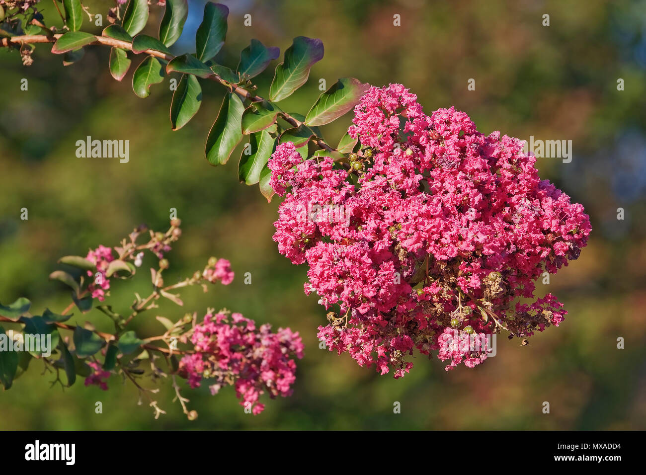 Crapemyrtle (Lagerstroemia indica). Known as Crape Myrtle and Crepe Myrtle also. Stock Photo