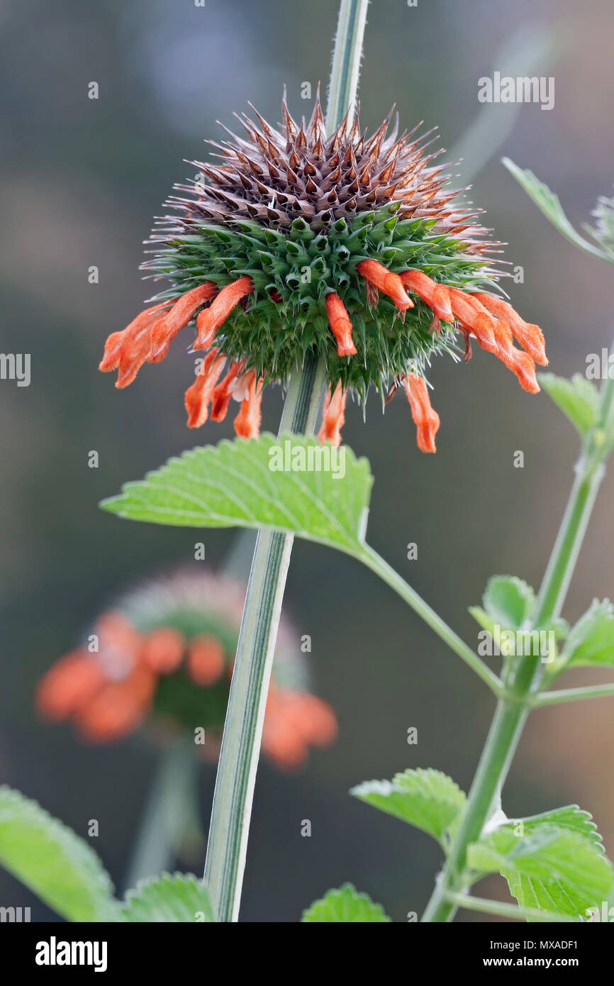 Lion's tail (Leonotis leonurus). Known also as Wild dagga. Stock Photo