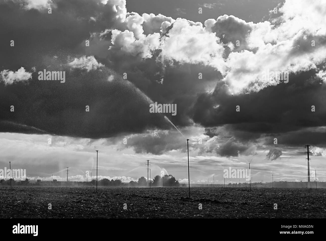 Field with sprinklers watering the sowing in a day with cloudy sky. Storm. Stock Photo