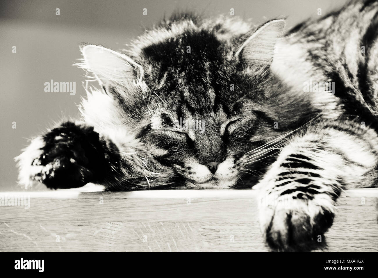 sleeping cat. photo. black and white Stock Photo - Alamy