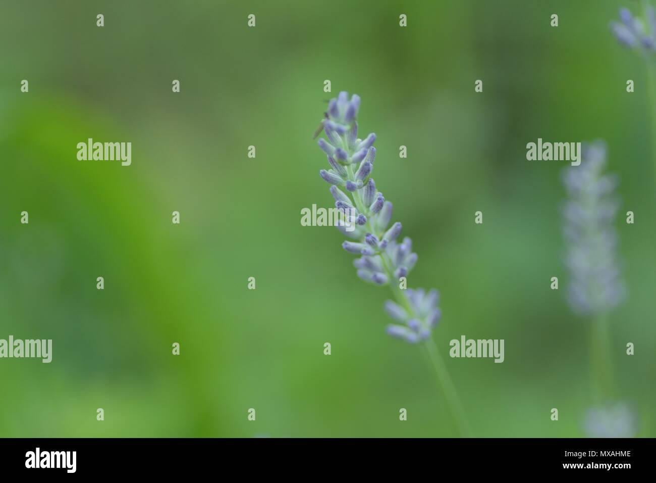 Macro blur texture of soft purple Lavender flower in green background Stock Photo