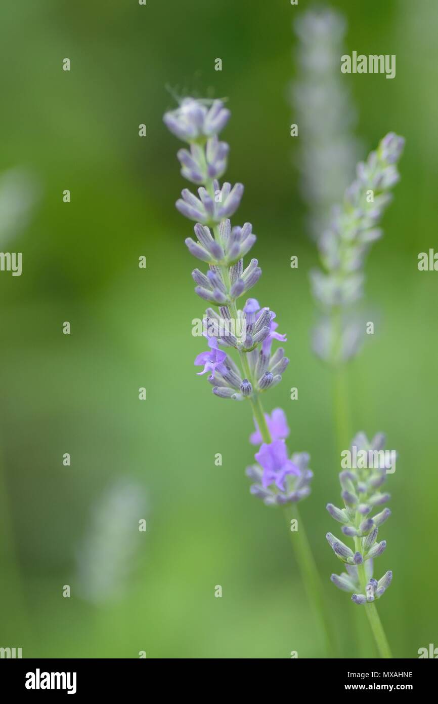 Macro blur texture of soft purple Lavender flower in green background Stock Photo