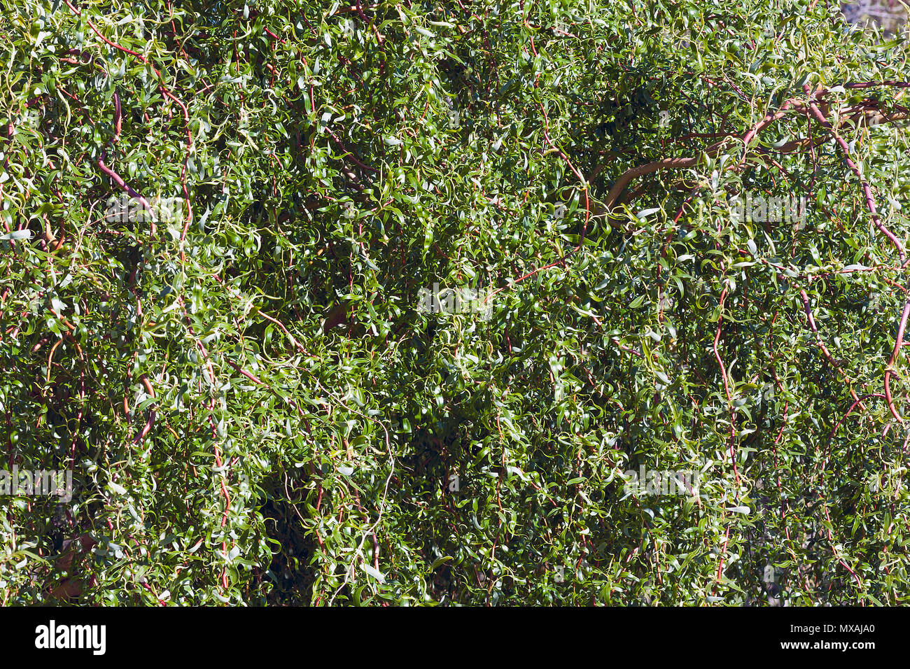 Scarlet Curl Corkscrew willow (Salix x matsudana Scarcuzam). Known as Hankow willow and Peking willow also. Stock Photo