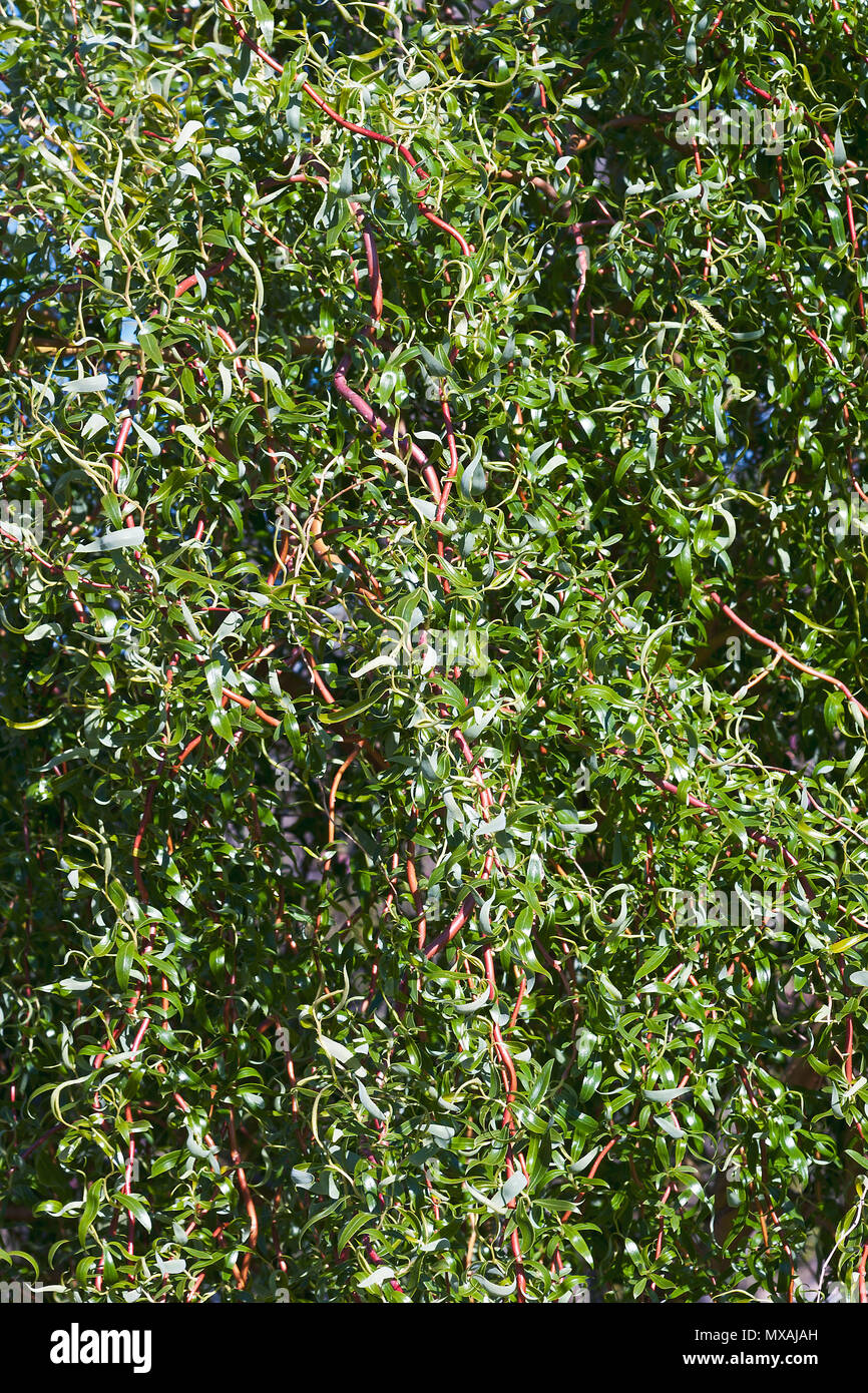 Corkscrew willow hires stock photography and images Alamy