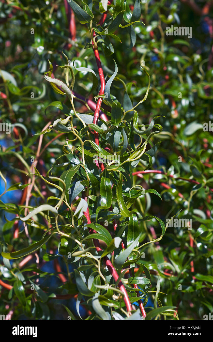 Corkscrew willow hires stock photography and images Alamy