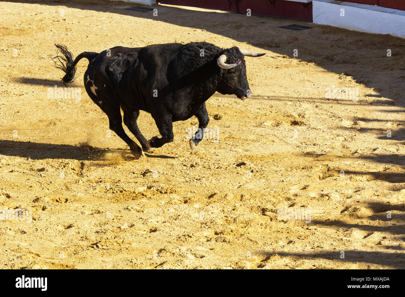 Fighting bull in the arena of a bullring. Spain Stock Photo