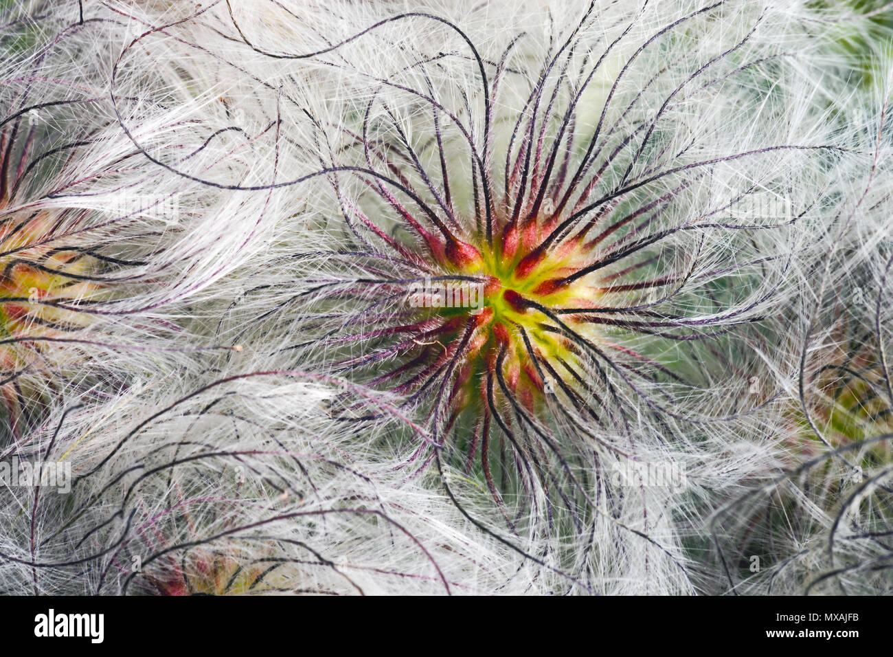 Korean clematis (Clematis serratifolia). Known also as Yellow Clematis. Seedheads. Stock Photo