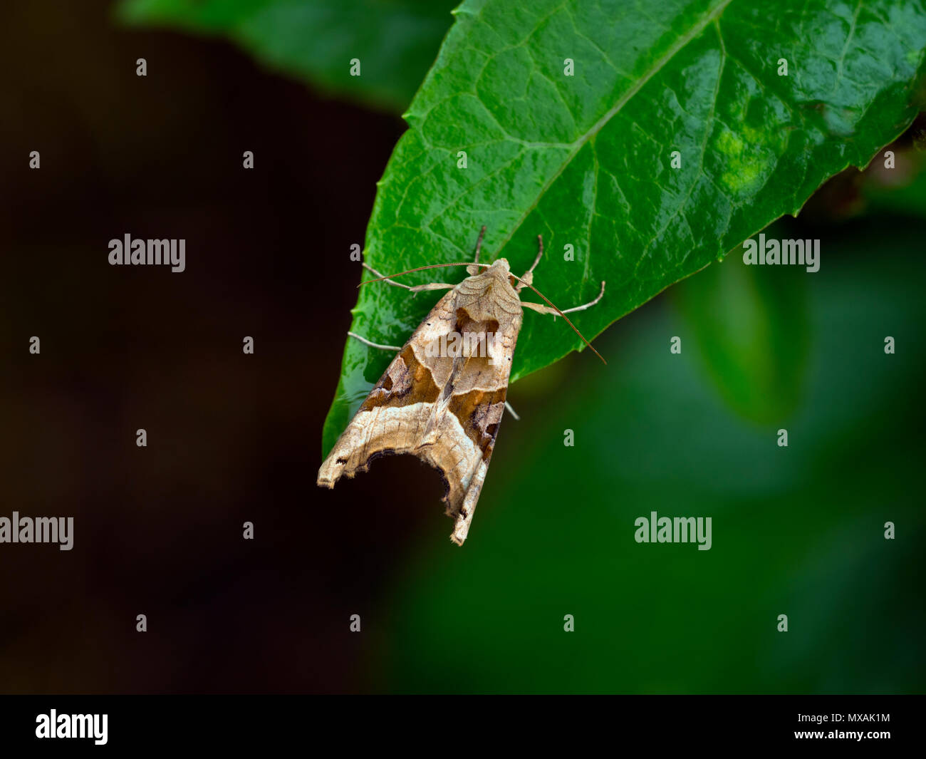 Angle Shades Phlogophora meticulosa moth resting Stock Photo